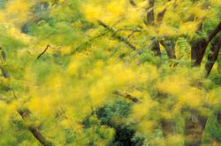 Blowing Leaves 11