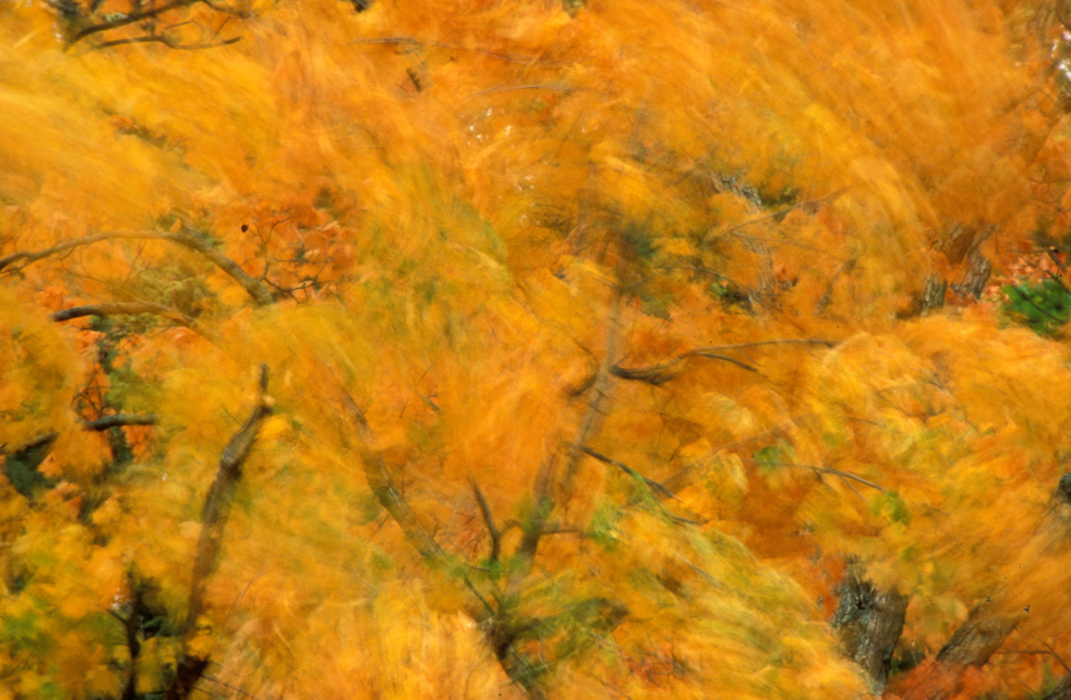 Blowing Leaves