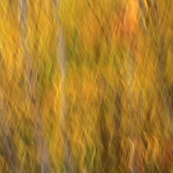 Camera Painting 1