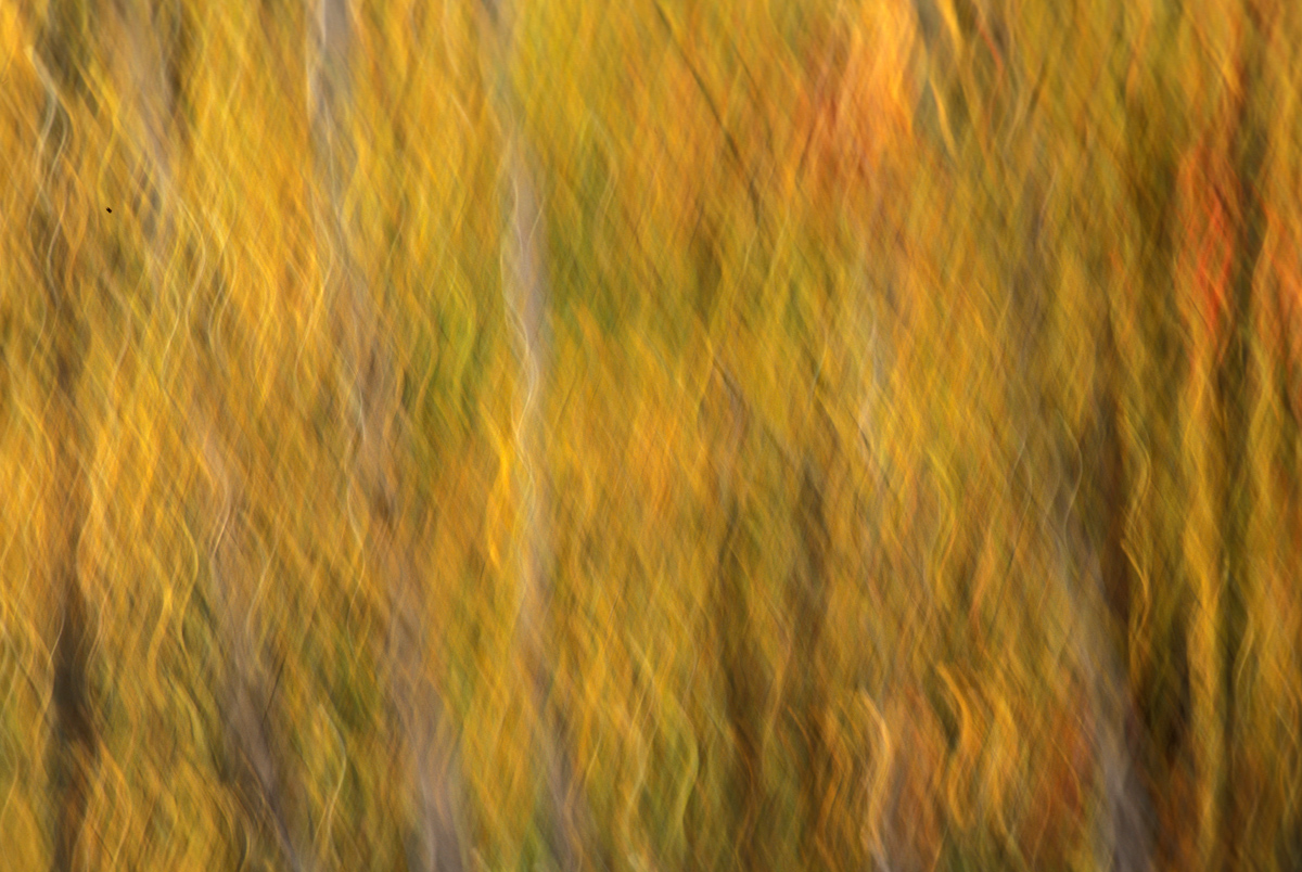 Camera Painting 1