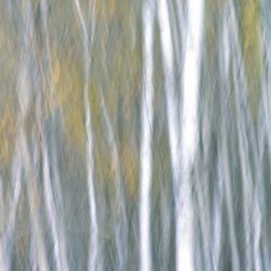 Camera Painting 4