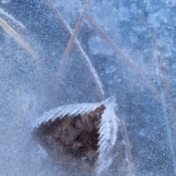 Ice 13