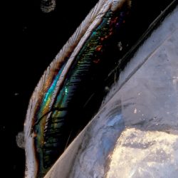 Ice 7