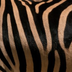 Patterns 21