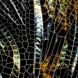 Patterns 7