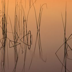 Reflections 17