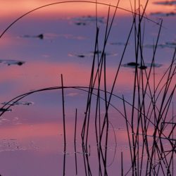 Reflections 18