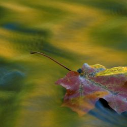 Reflections 7